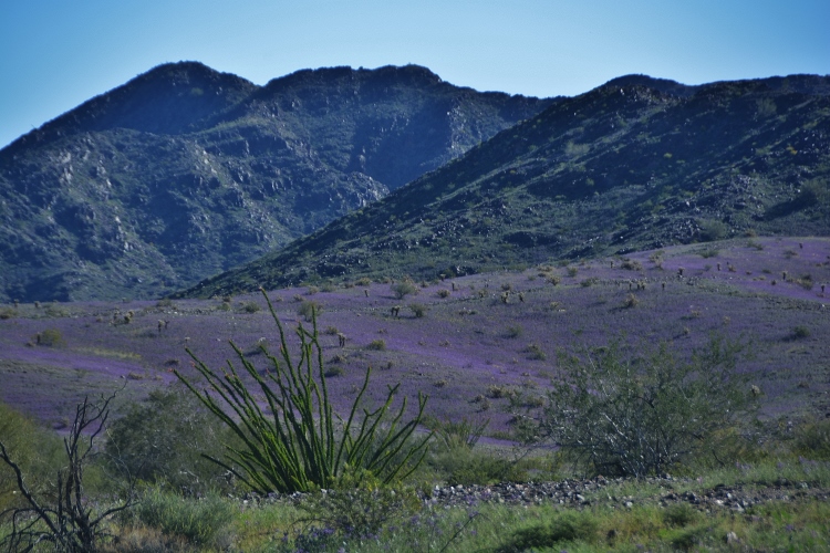 purple wildflower fields